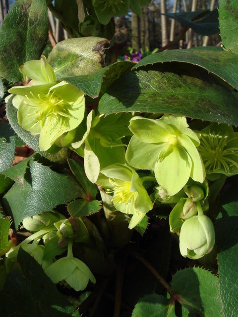 Helleborus x sternii